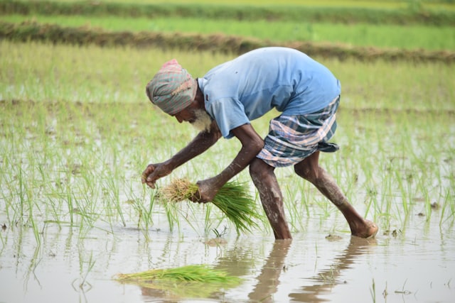 Farmer planting rice in Bangladesh