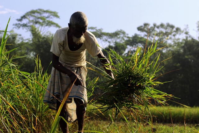 Farmer harvesting crops