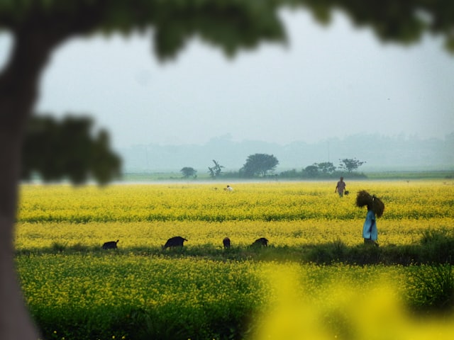 Mustard fields in rural Bangladesh