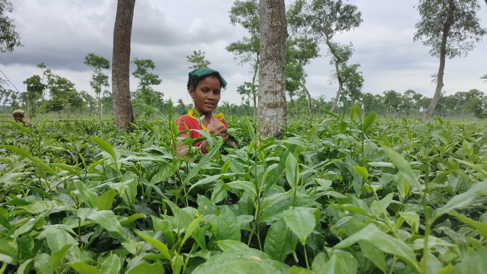 Tea worker in a Bangladesh plantation